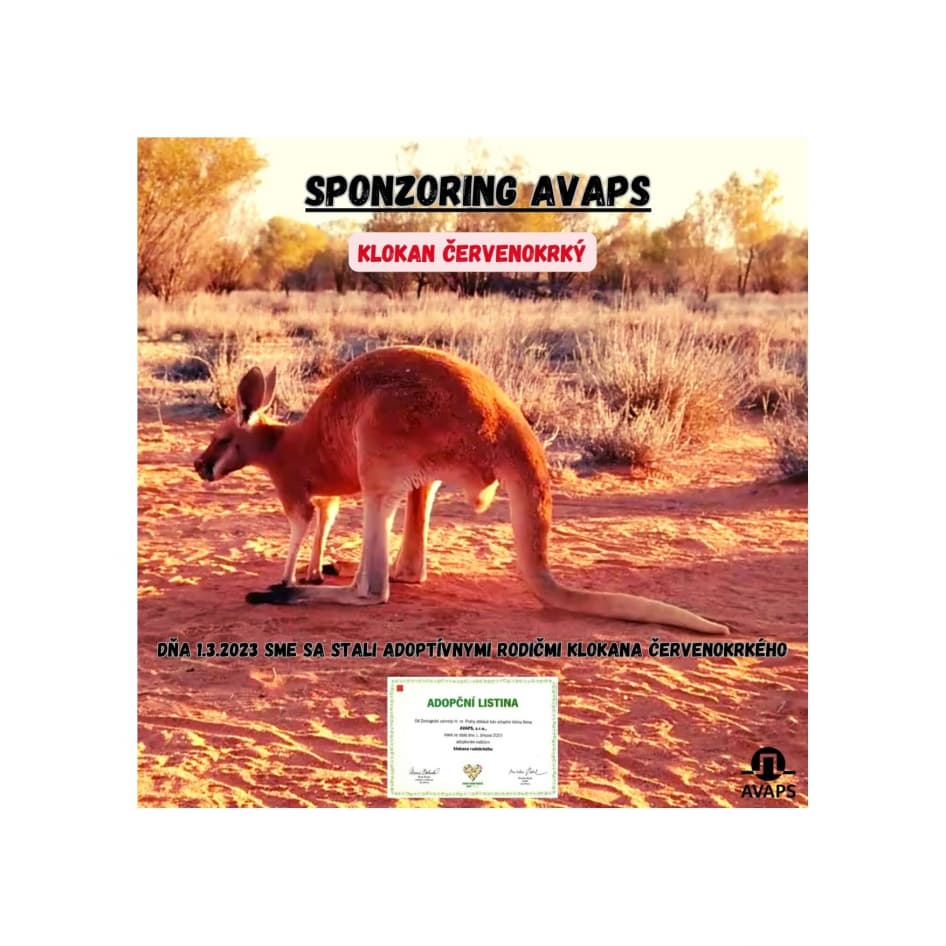 Adopcia klokana červenokrkého